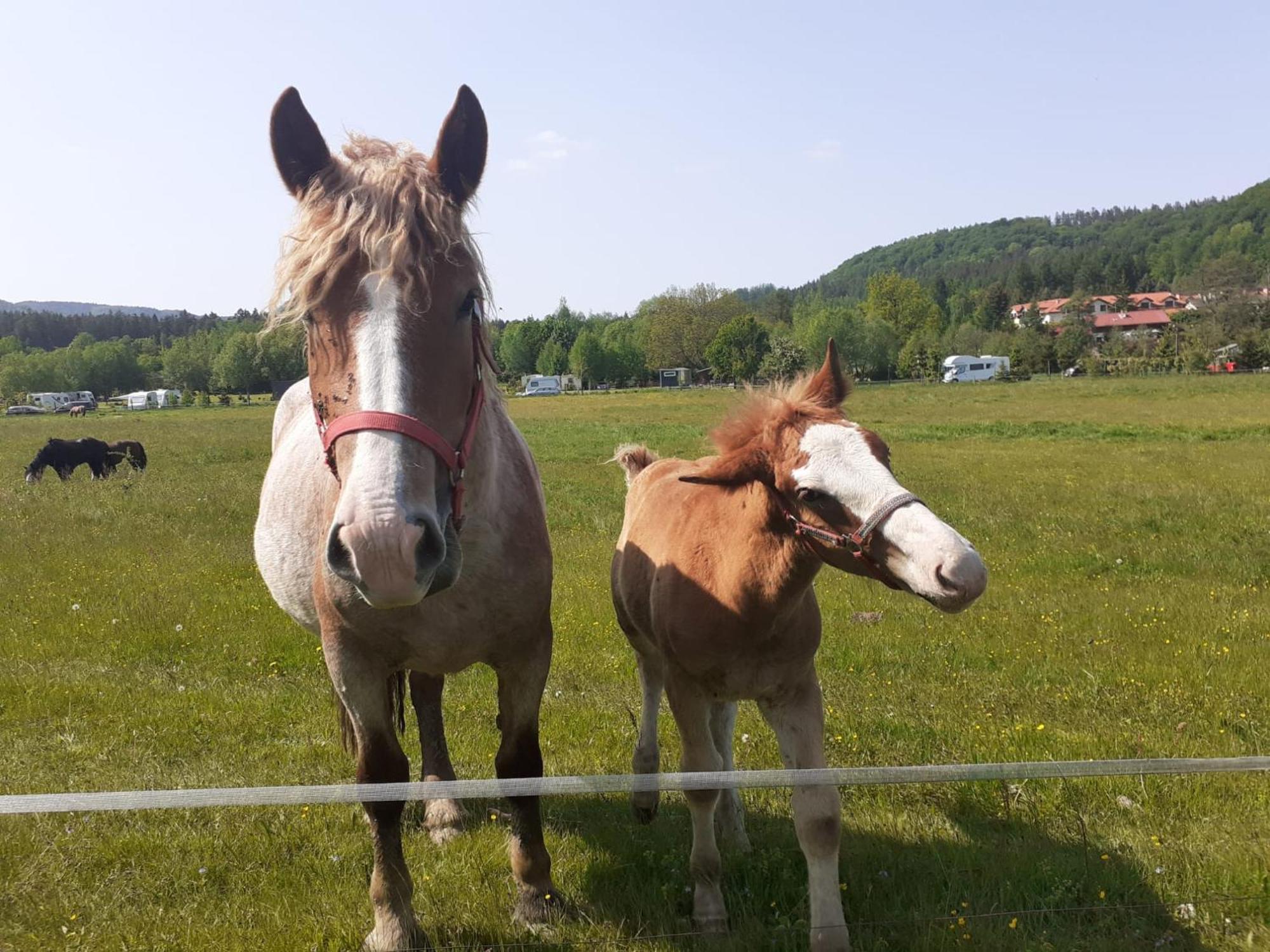 Otulina Dom W Gorach Stolowych Pod Szczelincem Pogranicze Pl-Cz Radkow Buitenkant foto