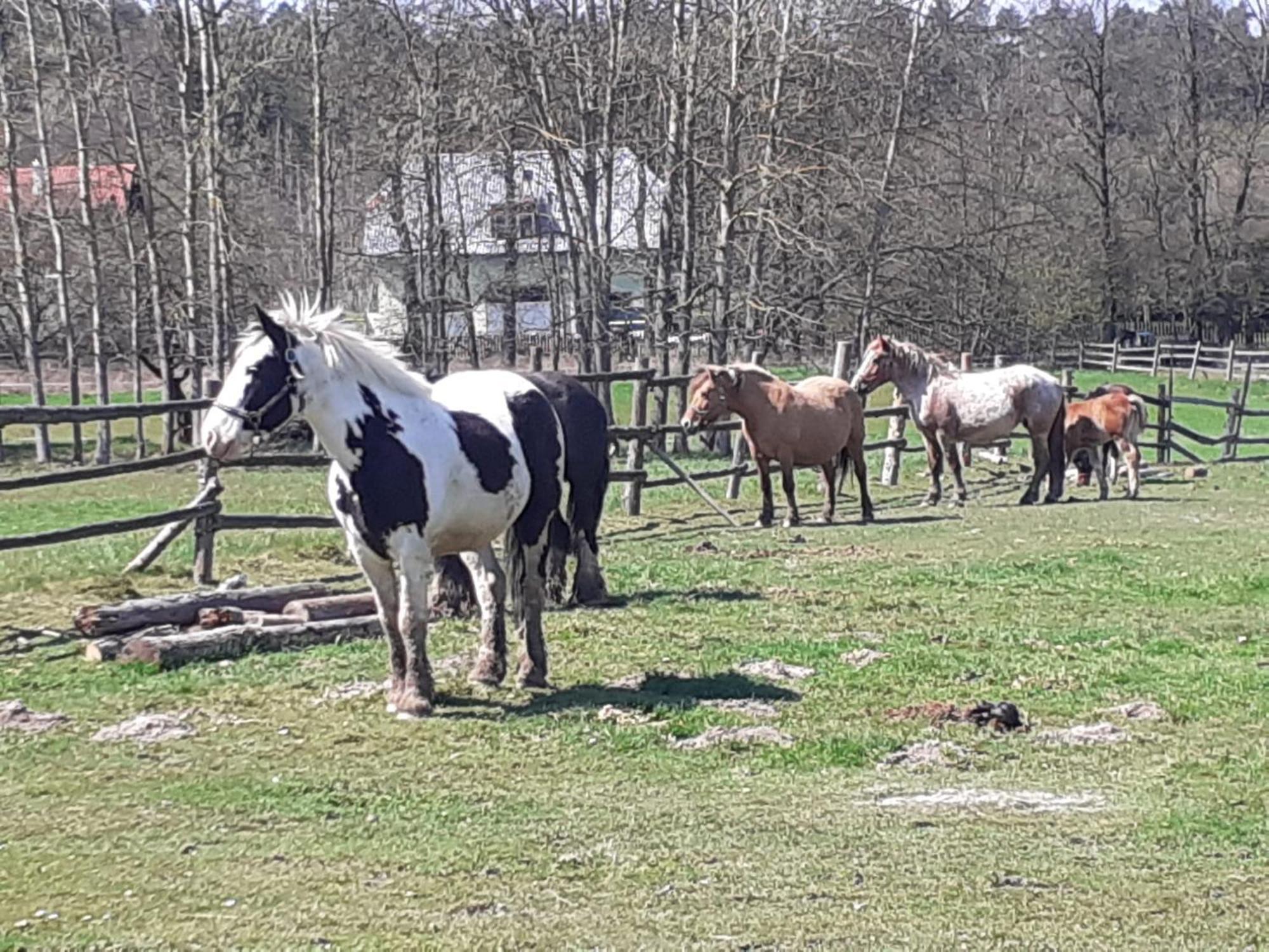 Otulina Dom W Gorach Stolowych Pod Szczelincem Pogranicze Pl-Cz Radkow Buitenkant foto